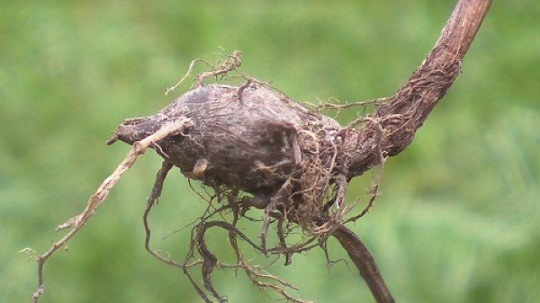 Vị thuốc Hương phụ giải uất