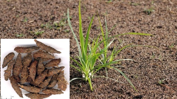 Vị thuốc Hương phụ