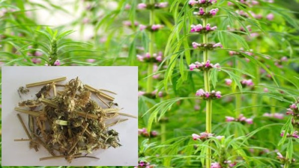 Vị thuốc Ích mẫu