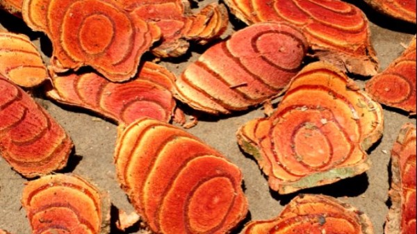 Vị thuốc Kê huyết đằng