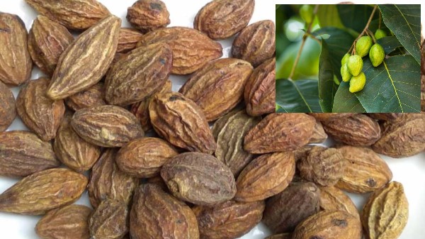 Vị thuốc Kha tử