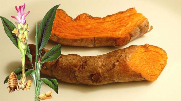 Vị thuốc Khương hoàng