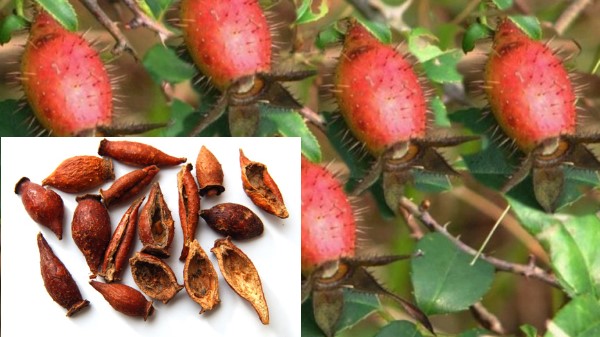 Vị thuốc Kim anh tử