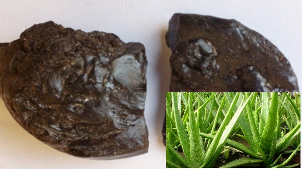 Vị thuốc Lô hội