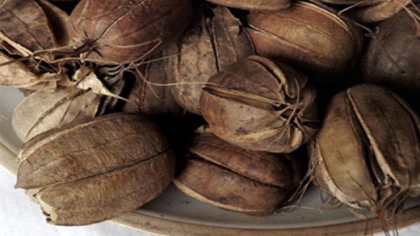 Vị thuốc Mã đâu linh