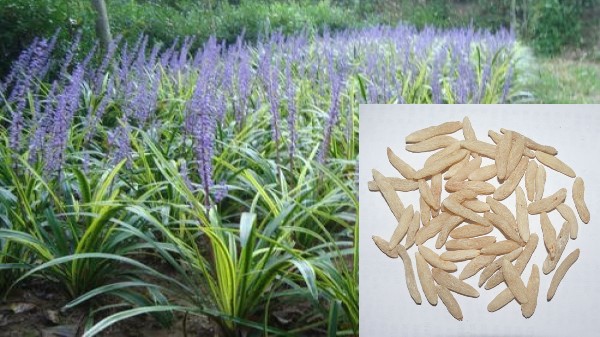 Vị thuốc Mạch môn đông Bắc