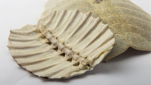 Vị thuốc Miết giáp