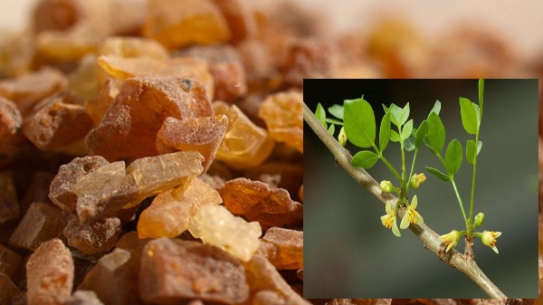 Vị thuốc Một dược