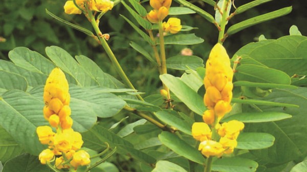 Vị thuốc Muồng trâu