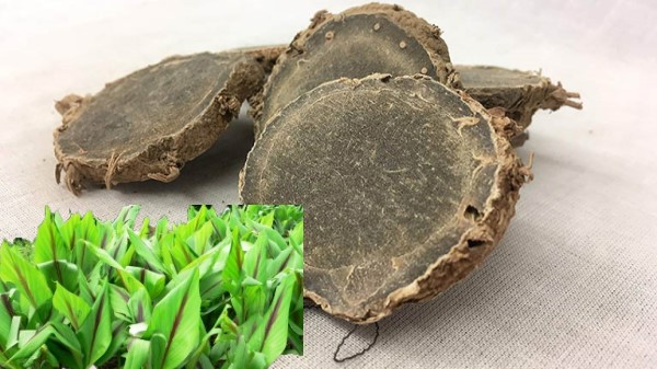 Vị thuốc Nga truật