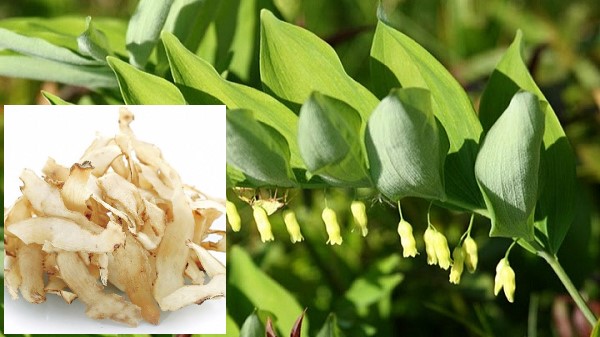 Vị thuốc Ngọc trúc