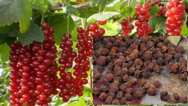 Vị thuốc Ngũ vị tử