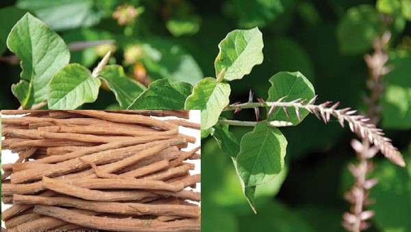 Vị thuốc Ngưu tất