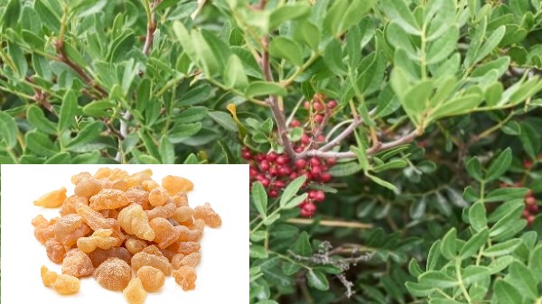 Vị thuốc Nhũ hương