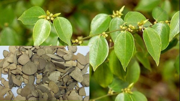 Vị thuốc Ô dược