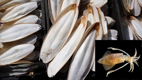 Vị thuốc Mai mực (Ô tặc cốt)