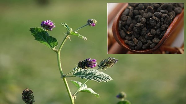 Vị thuốc Phá cố chỉ