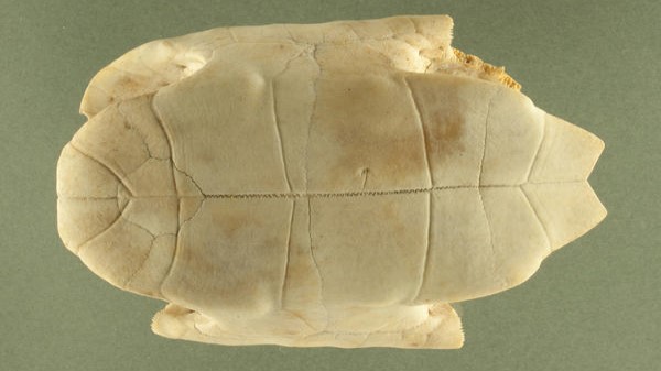 Vị thuốc Quy bản