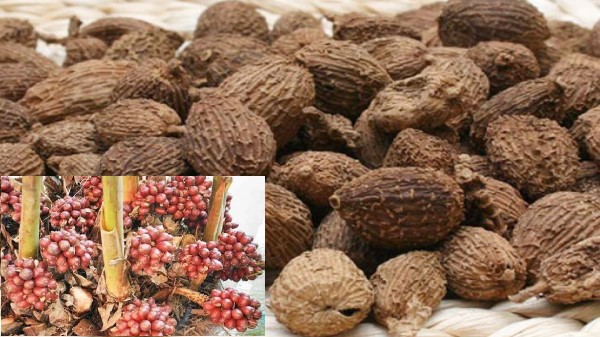 Vị thuốc Sa nhân