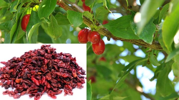 Vị thuốc Sơn thù du