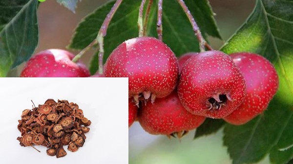 Vị thuốc Sơn tra