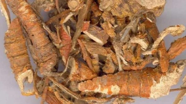 Vị thuốc Tang bạch bì