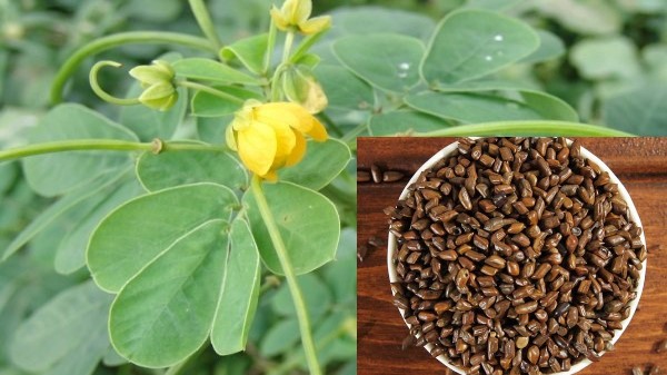 Vị thuốc Thảo quyết minh