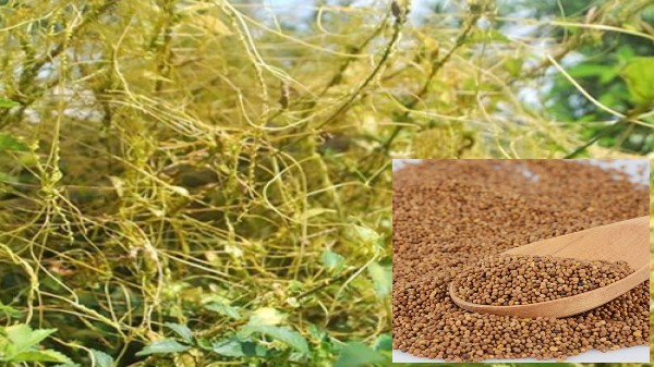 Vị thuốc Thỏ ty tử