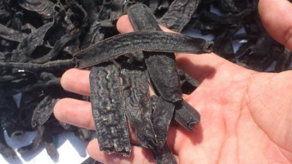 Vị thuốc Thủy điệt