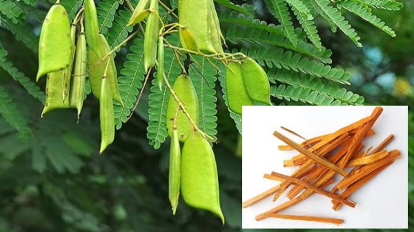 Vị thuốc Tô mộc