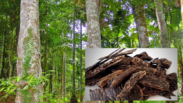 Vị thuốc Trầm hương