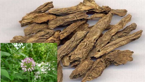 Vị thuốc Tục đoạn