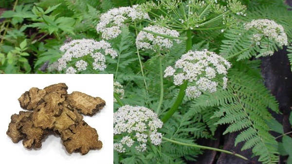 Vị thuốc Xuyên khung trong Bài thuốc Tứ vật thang