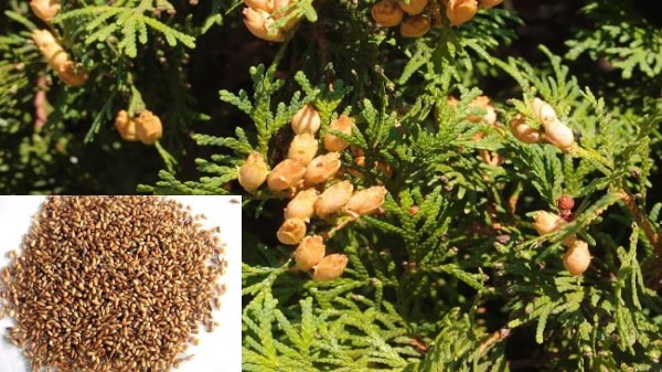 Vị thuốc bá tử nhân