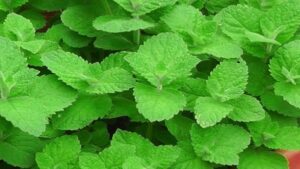 Vị thuốc bạc hà