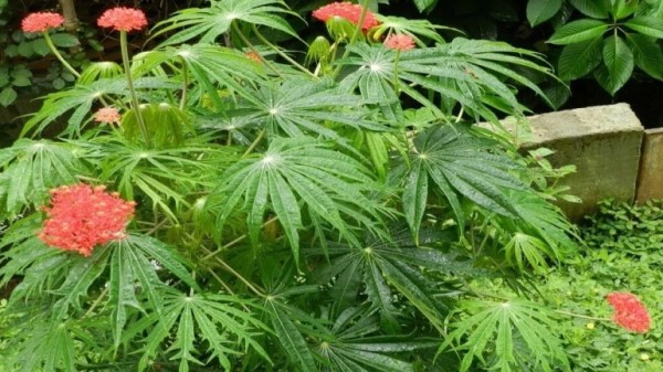 Vị thuốc bạch phụ tử