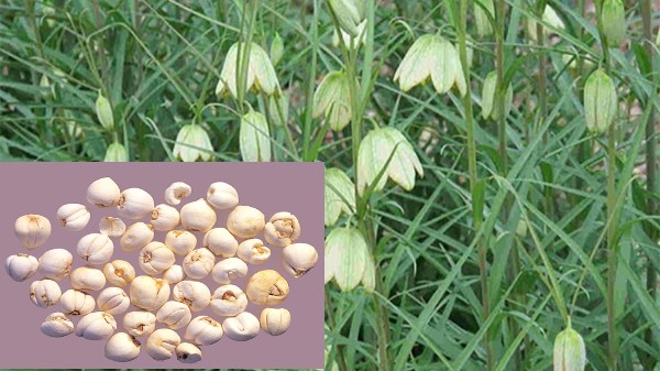 Vị thuốc Bối mẫu