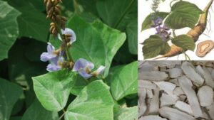 Vị thuốc cát căn