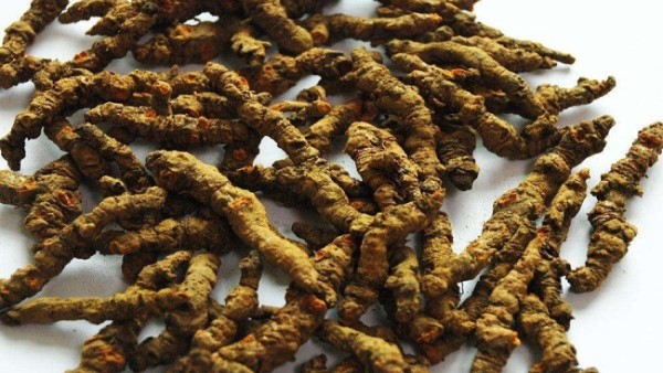 Vị thuốc hoàng liên