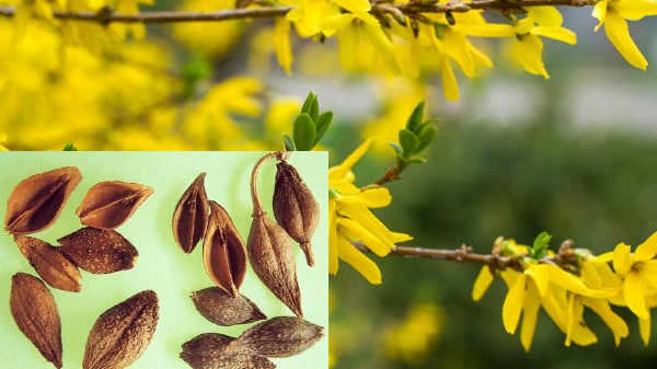 Vị thuốc liên kiều