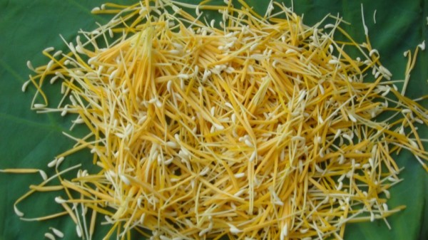 Vị thuốc Liên tu