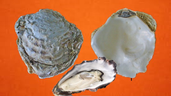 Vị thuốc mẫu lệ