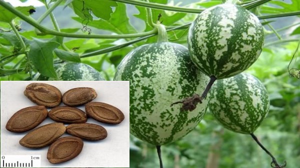 Vị thuốc Qua lâu nhân