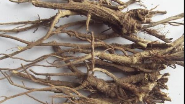 Vị thuốc sài hồ