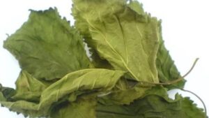 Vị thuốc tang diệp