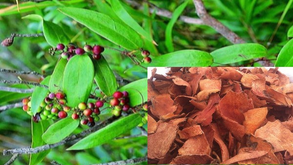 Vị thuốc thổ phục linh