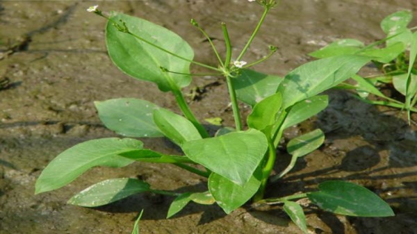 Vị thuốc trạch tả