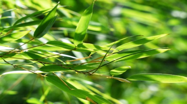 Vị thuốc trúc diệp