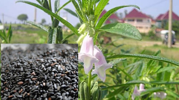 Vị thuốc từ cây Vừng