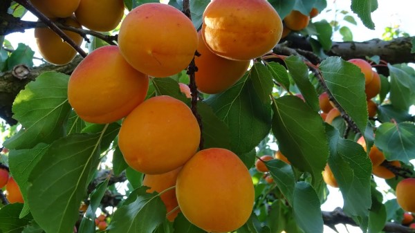 Vị thuốc từ cây mơ